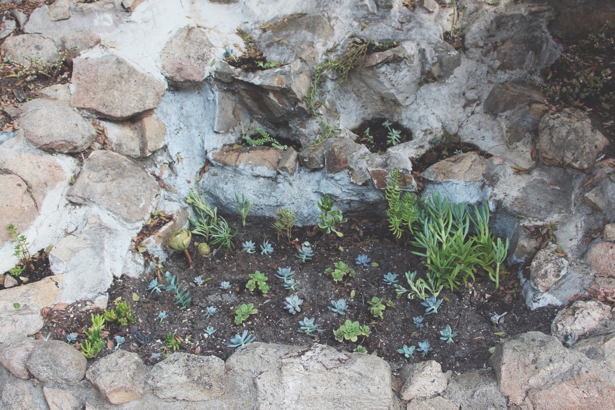 succulent-waterfall-needlesandleaves-net.jpg